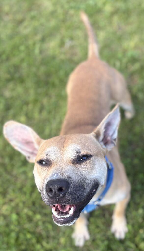 Enlarge Theo, a Adoptable Mixed Breed in Jackson, MI image 3/3