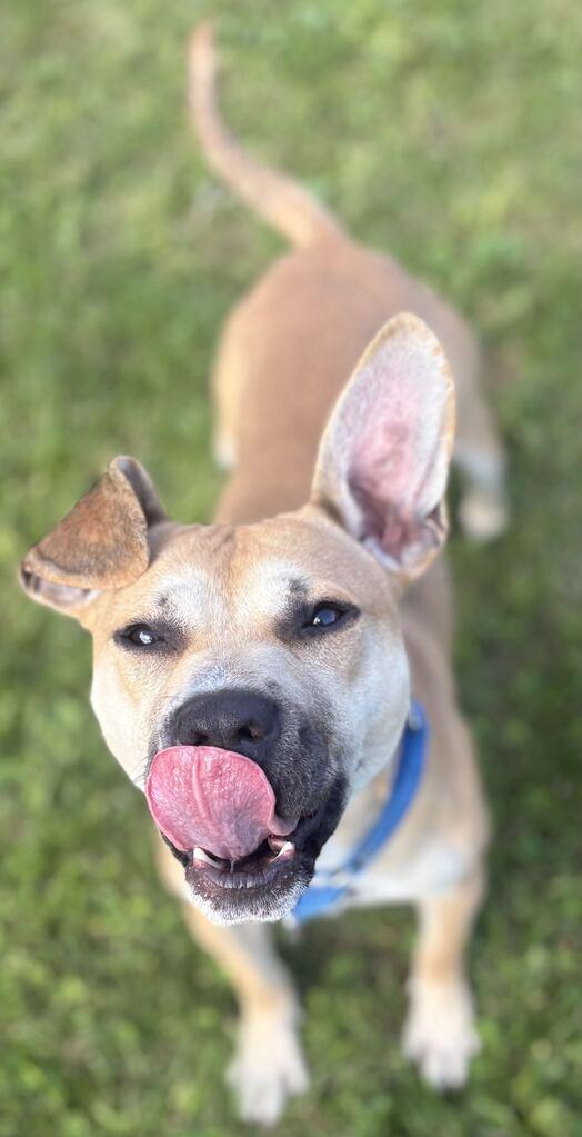 Enlarge Theo, a Adoptable Mixed Breed in Jackson, MI image 2/3