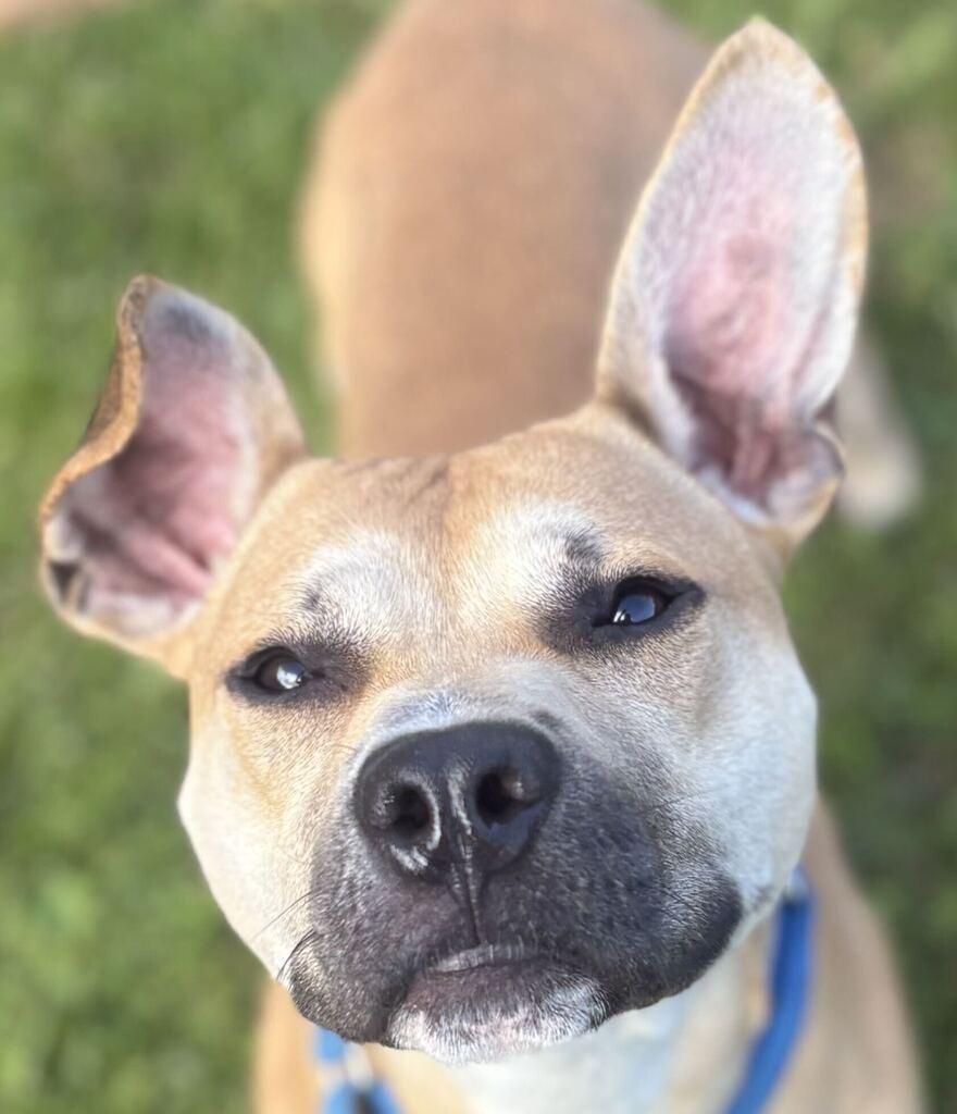 Theo, Adoptable, Young Male Mixed Breed.