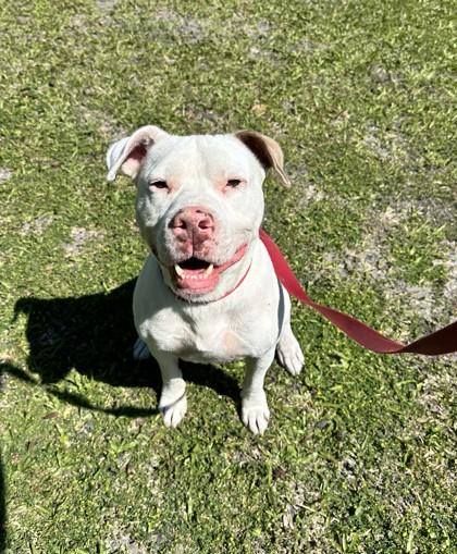 Enlarge Seamus, a Adoptable mixed breed in Palm Coast, FL image 2/3