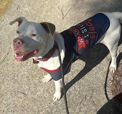 Seamus, Adoptable, Young Male Mixed Breed & Mixed Breed.