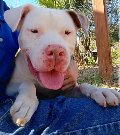 Enlarge Seamus, a Adoptable mixed breed in Palm Coast, FL image 2/4