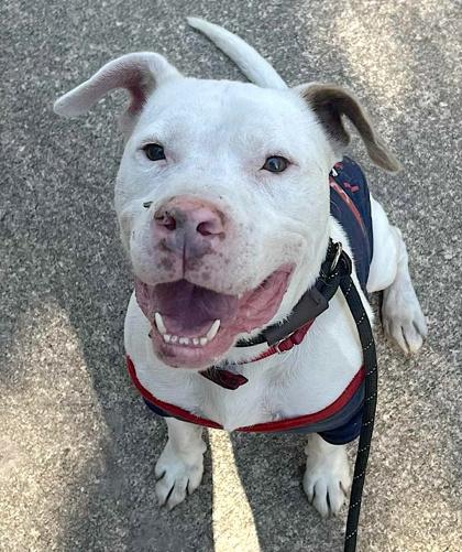Enlarge Seamus, a Adoptable mixed breed in Palm Coast, FL image 3/4