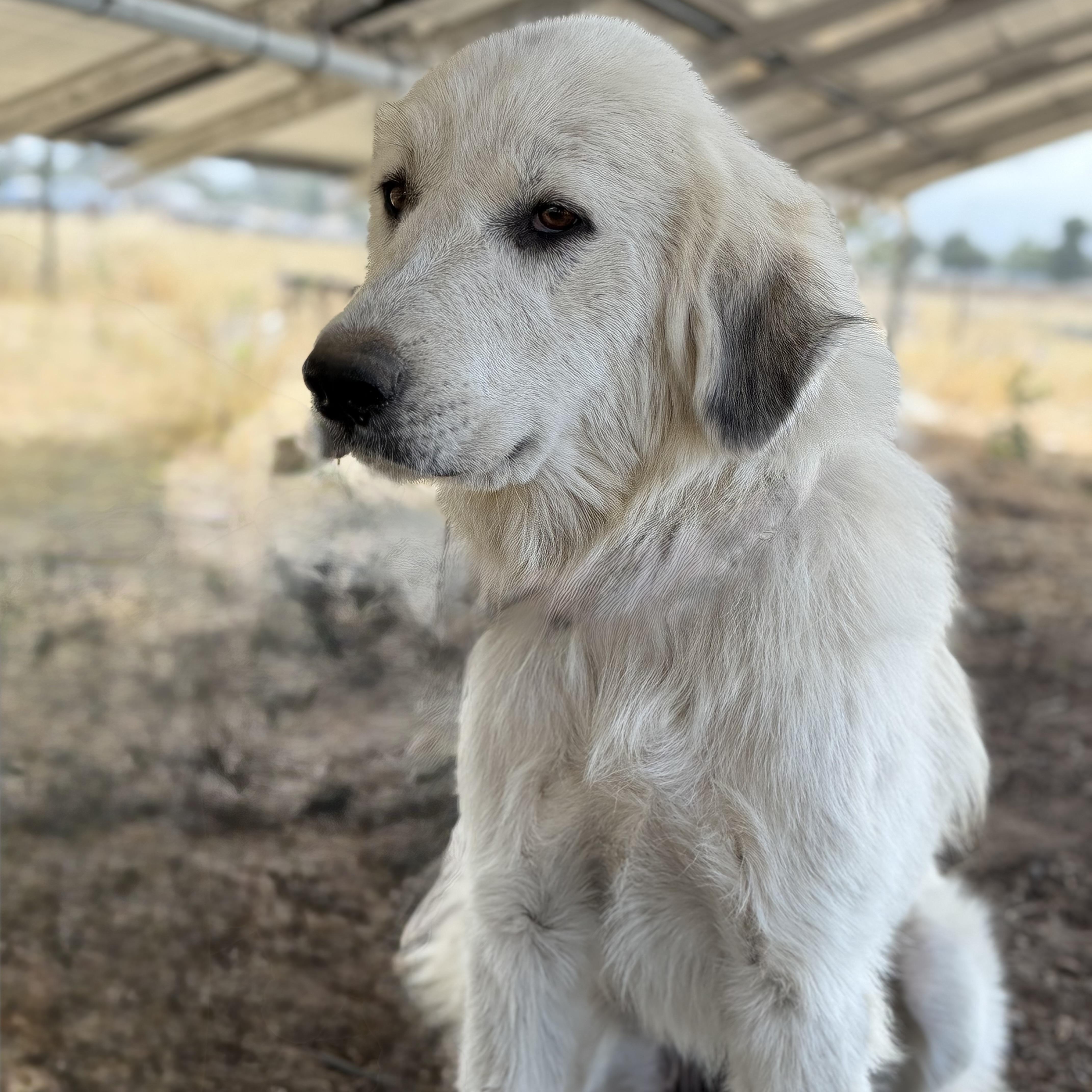 Blossom, a ADOPTABLE Great Pyrenees in MURRIETA, CA image 6/6