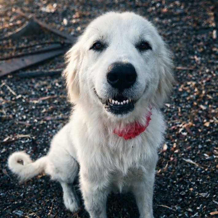 Blossom, a ADOPTABLE Great Pyrenees in MURRIETA, CA image 1/6