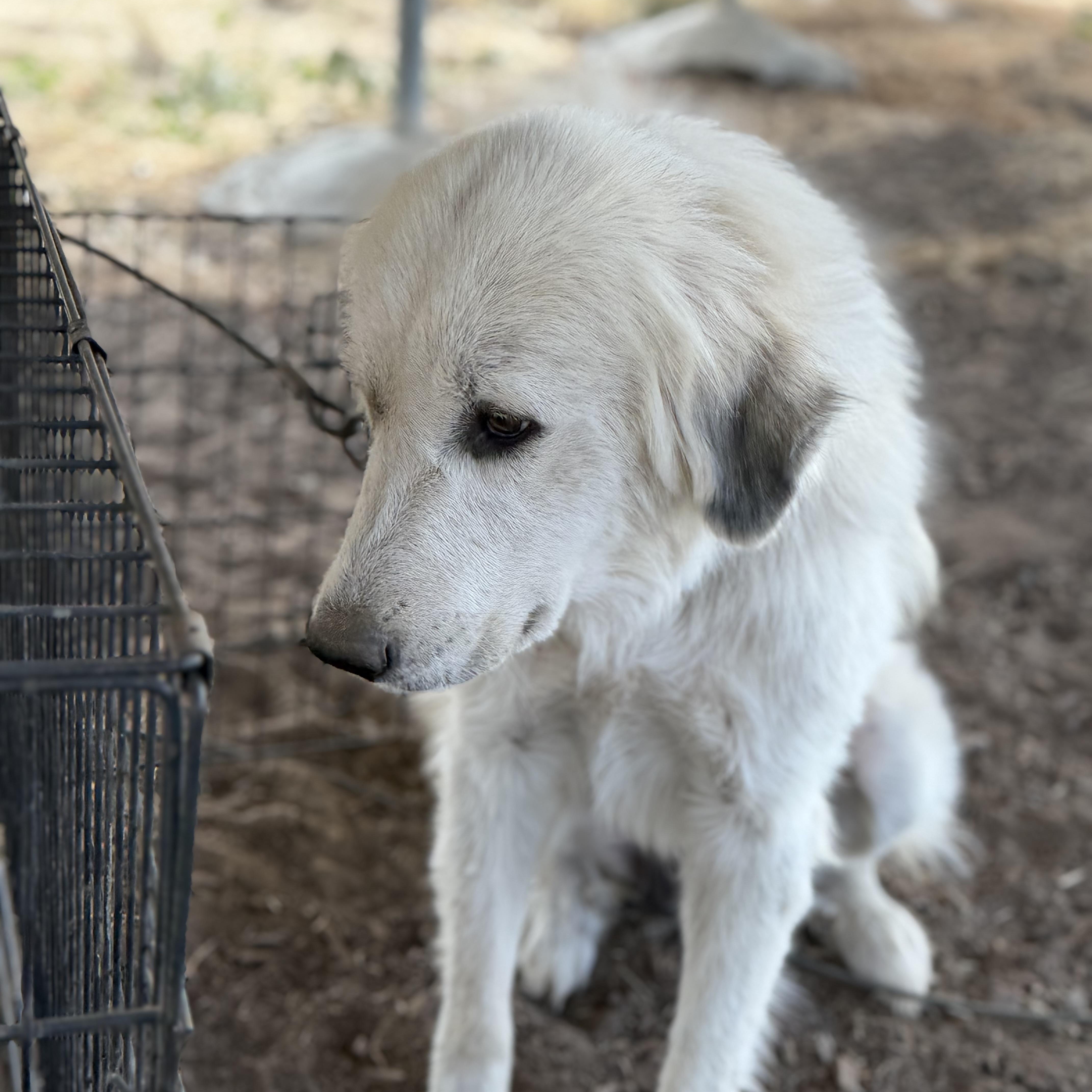 Blossom, a ADOPTABLE Great Pyrenees in MURRIETA, CA image 4/6