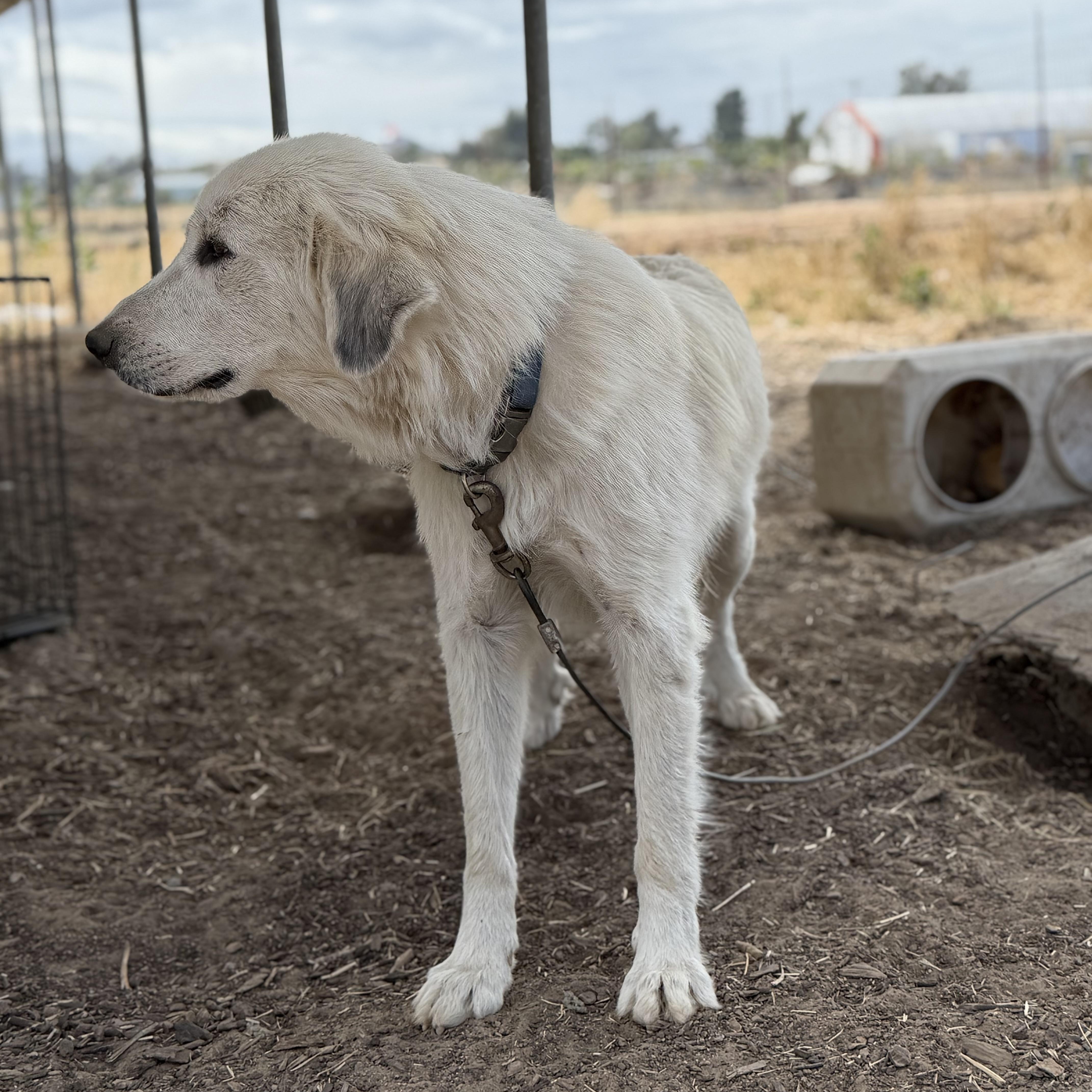 Blossom, a ADOPTABLE Great Pyrenees in MURRIETA, CA image 3/6