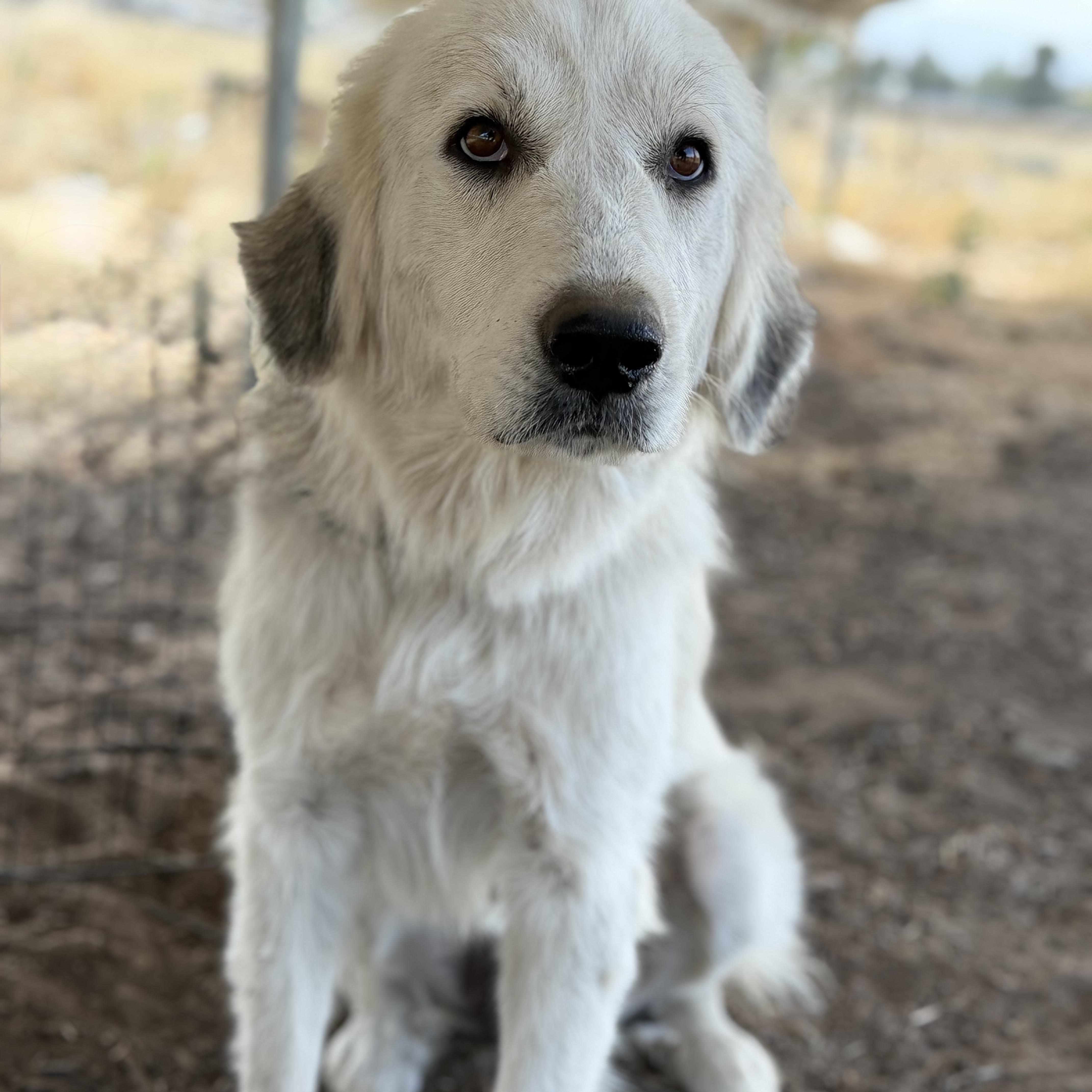 Blossom, a ADOPTABLE Great Pyrenees in MURRIETA, CA image 2/6