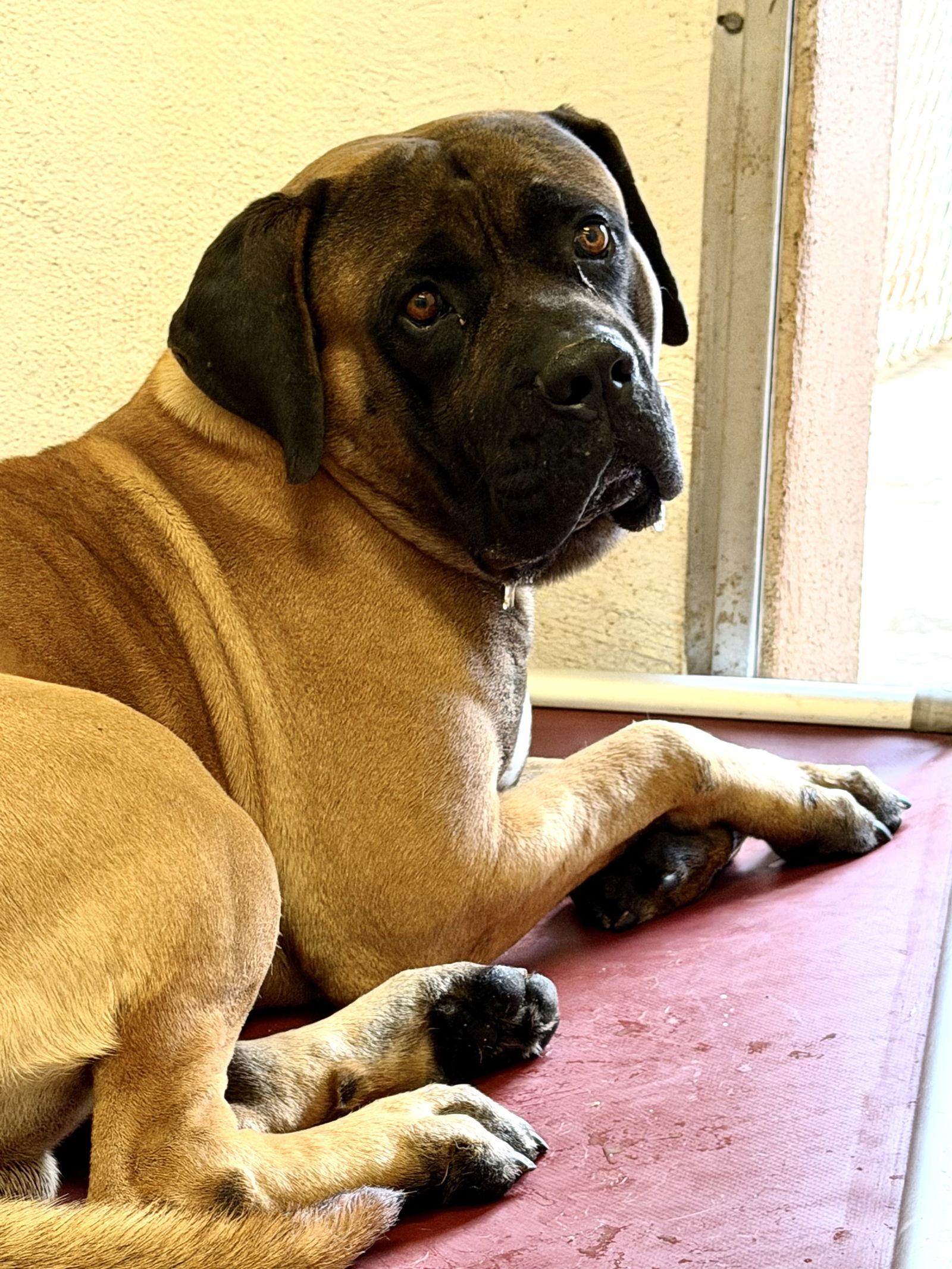 Enlarge Styx, a Adoptable Mastiff in Glendale, AZ image 1/2