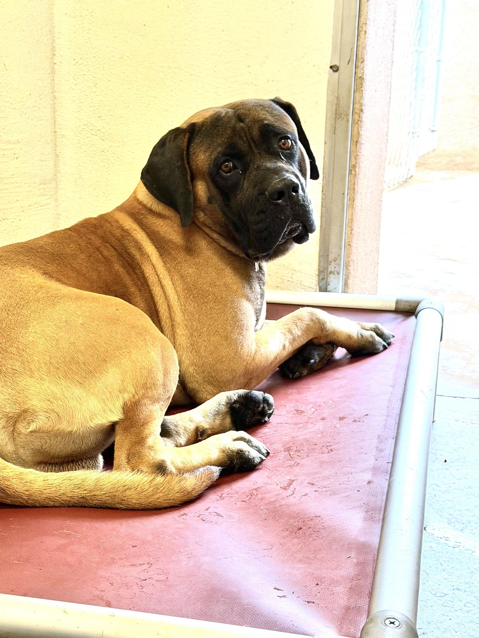 Enlarge Styx, a Adoptable Mastiff in Glendale, AZ image 2/2
