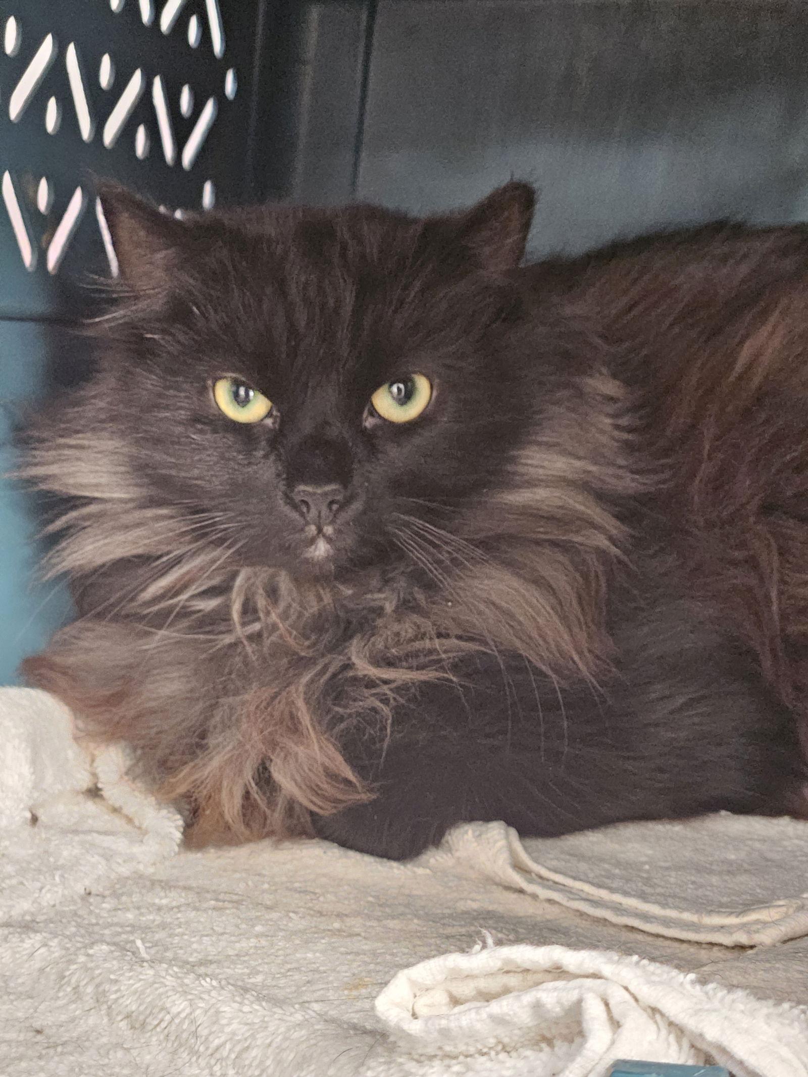 Fluffy Butts, a Adoptable Domestic Long Hair in Penndel, PA image 1/3