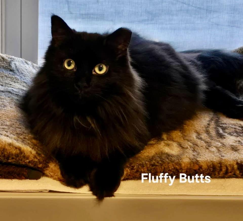 Fluffy Butts, a Adoptable Domestic Long Hair in Penndel, PA image 3/3