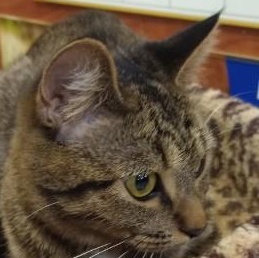 Enlarge Theo, a ADOPTABLE Domestic Short Hair in Duluth, GA image 3/4