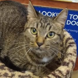 Enlarge Theo, a ADOPTABLE Domestic Short Hair in Duluth, GA image 2/4