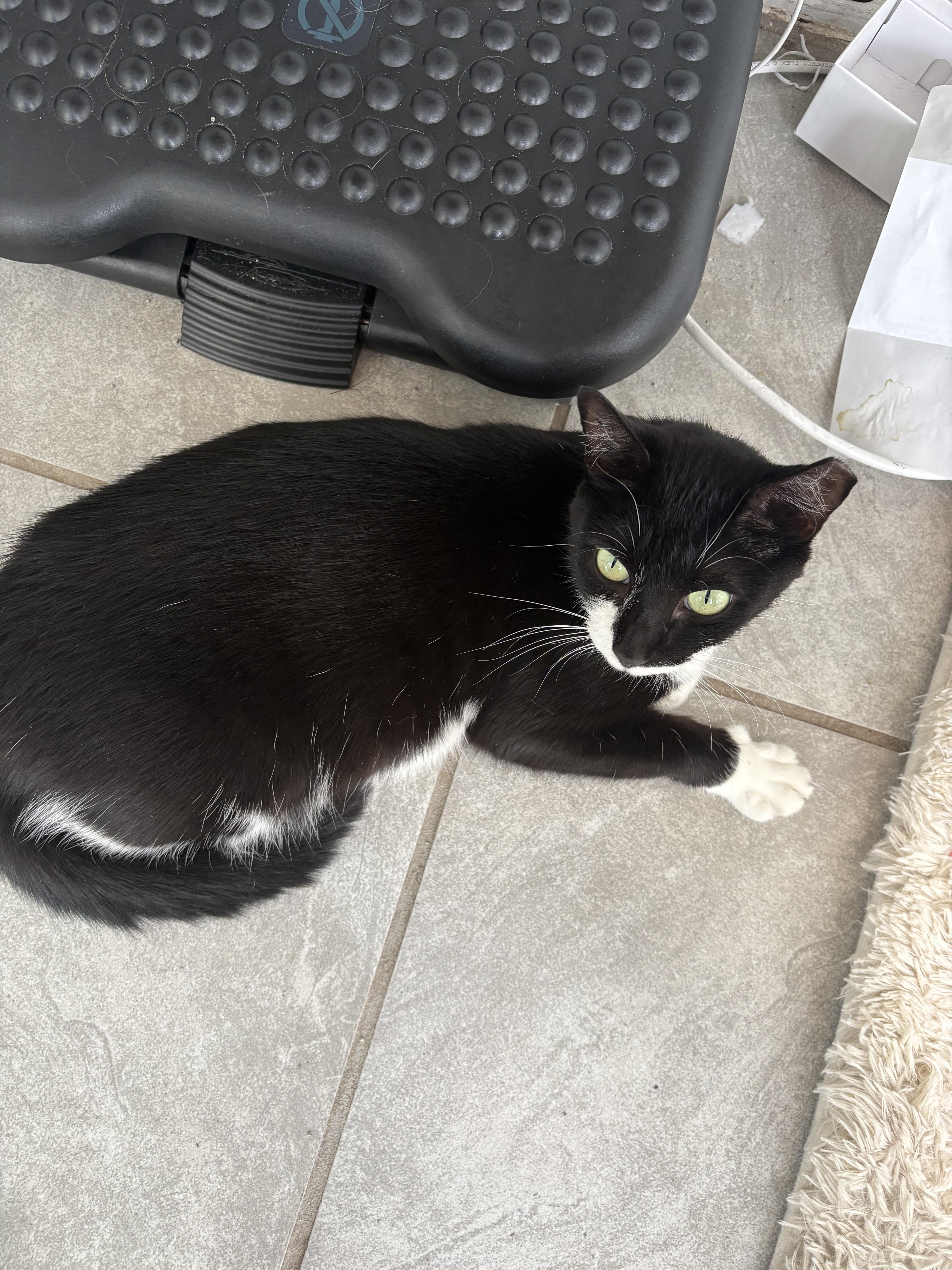 Enlarge Moo-Stache, a Adoptable Domestic Short Hair in St Petersburg, FL image 2/2