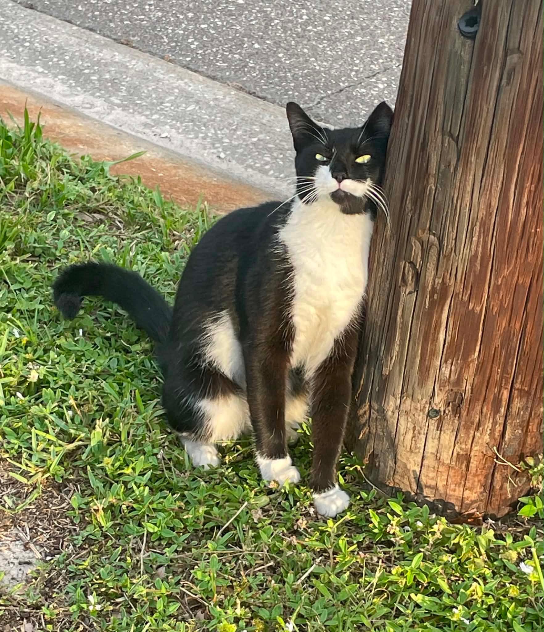 Moo-Stache, Adoptable, Young Female Domestic Short Hair.