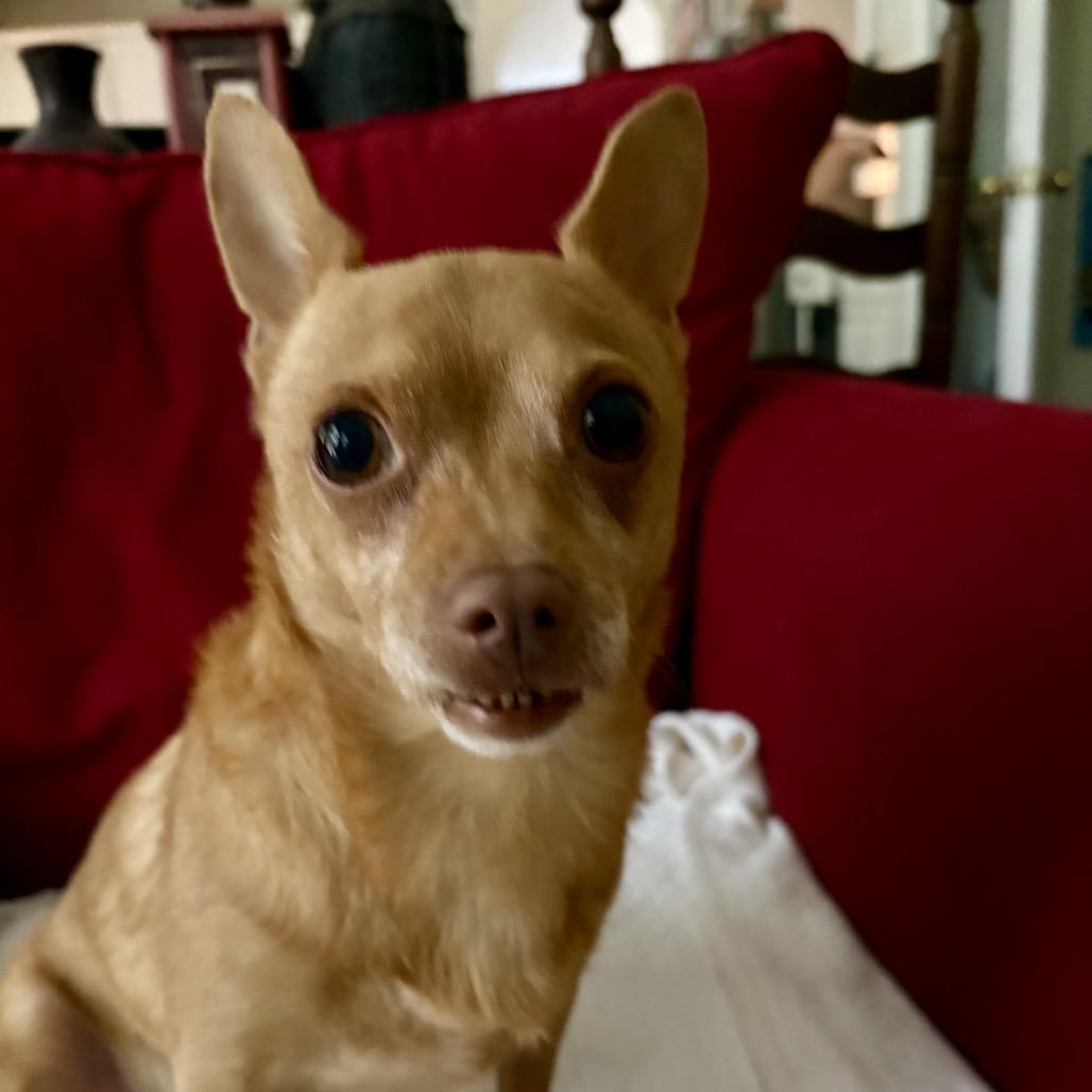 Twinkie, Adopted, Senior Male Chihuahua.