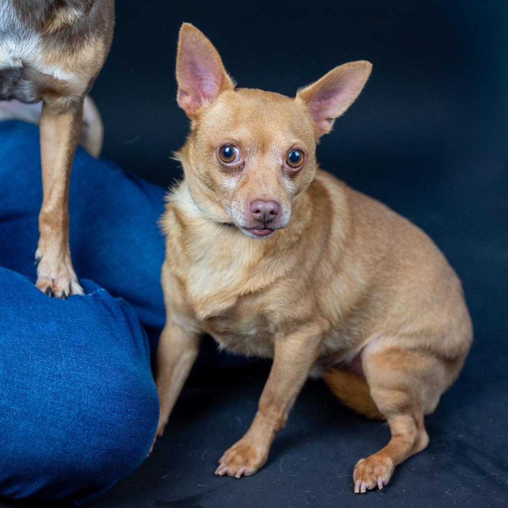 Enlarge Twinkie, a Adopted Chihuahua in Austell, GA image 2/6