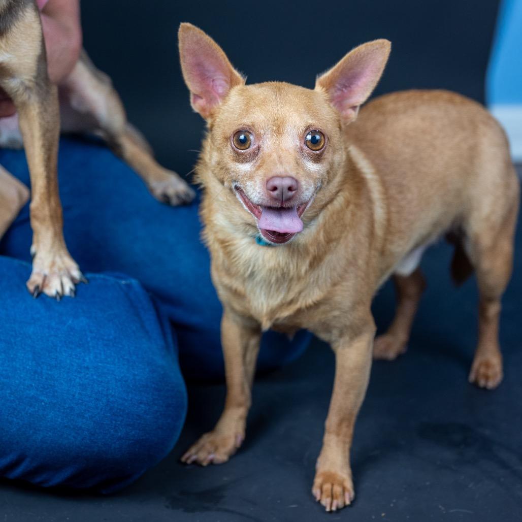 Enlarge Twinkie, a Adopted Chihuahua in Austell, GA image 3/6