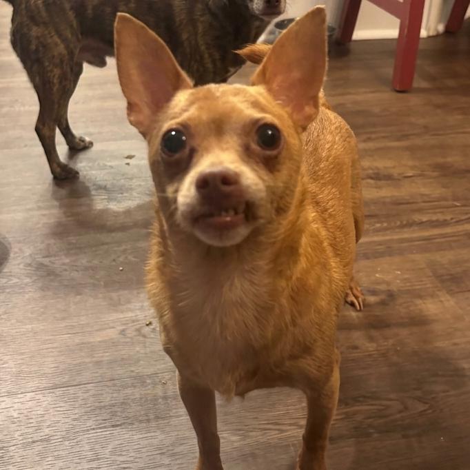 Enlarge Twinkie, a Adopted Chihuahua in Austell, GA image 4/6