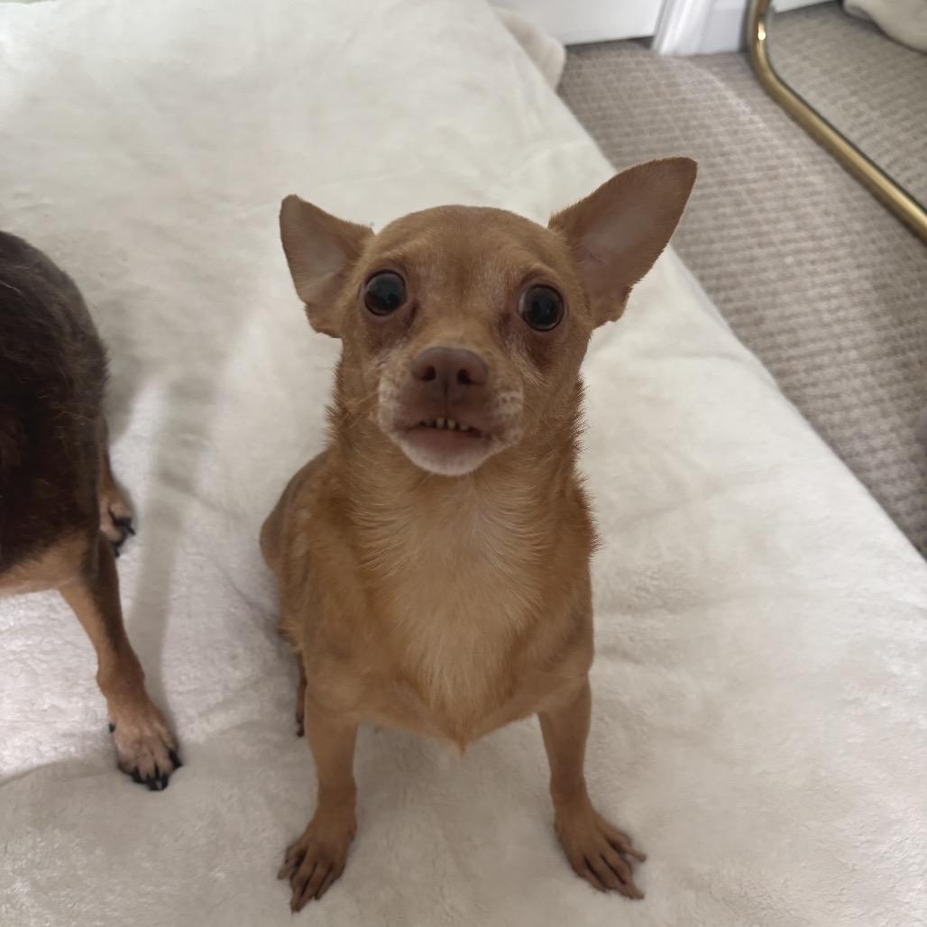 Enlarge Twinkie, a Adopted Chihuahua in Austell, GA image 5/6