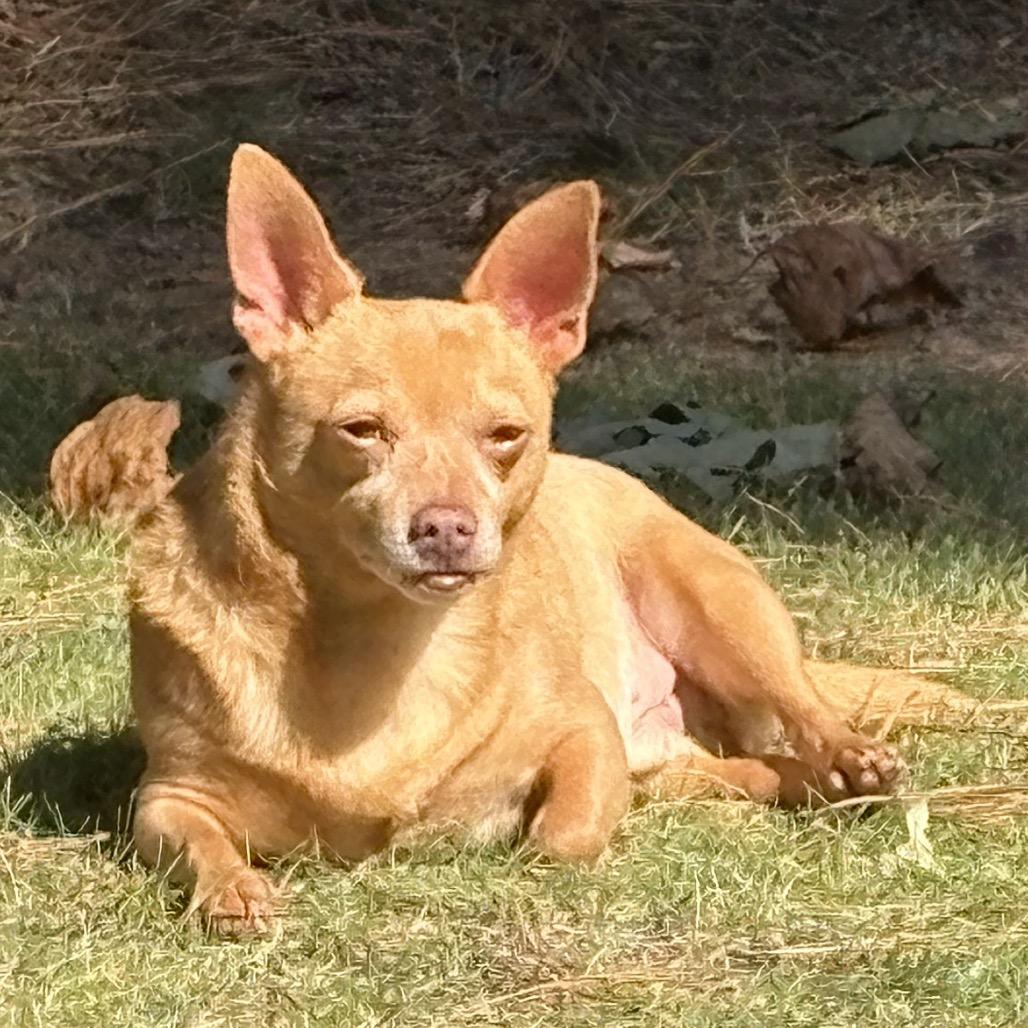 Enlarge Twinkie, a Adopted Chihuahua in Austell, GA image 6/6