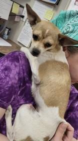 Enlarge Savage, an adopted mixed breed in Canon City, CO image 2/2