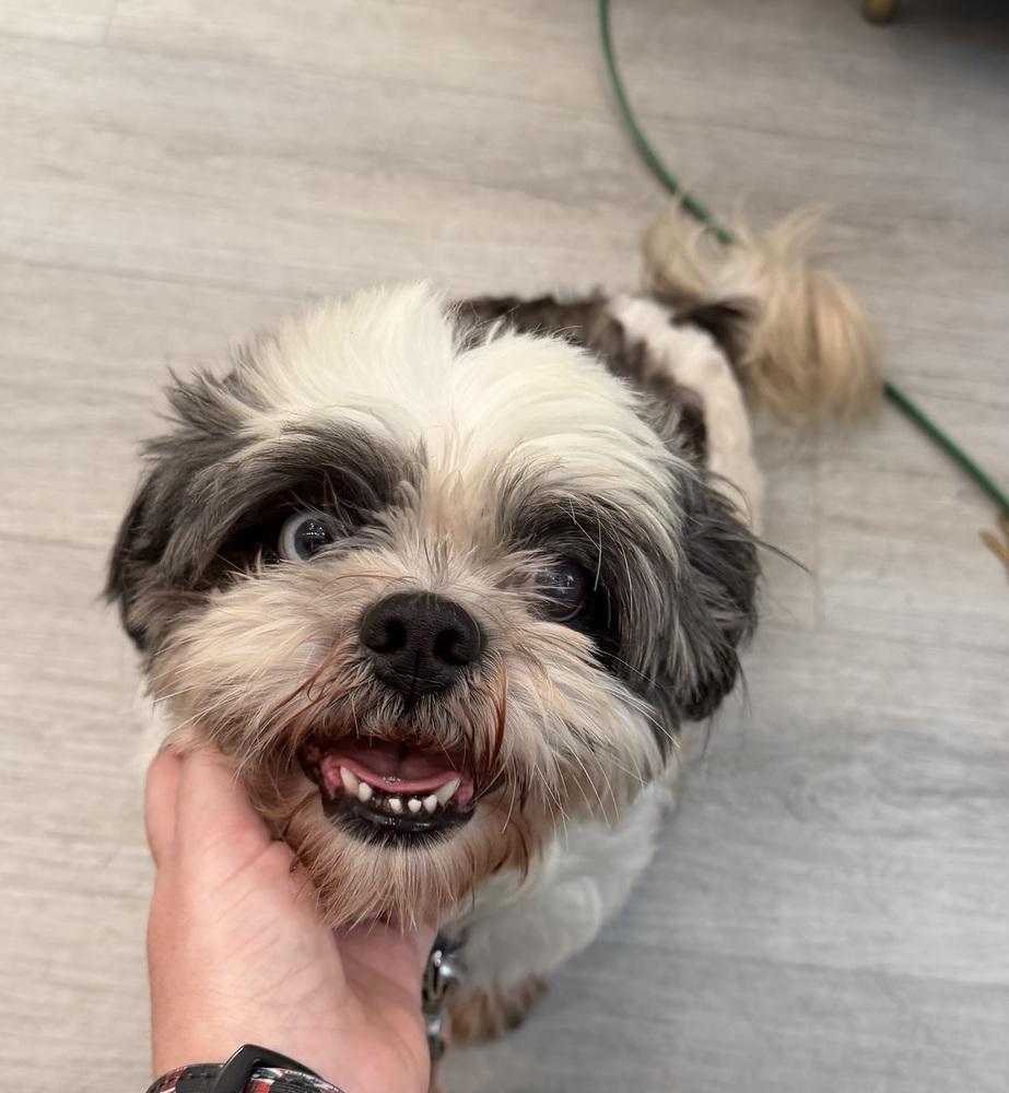 Ozzie, Adoptable, Senior Male Shih Tzu & Australian Shepherd.