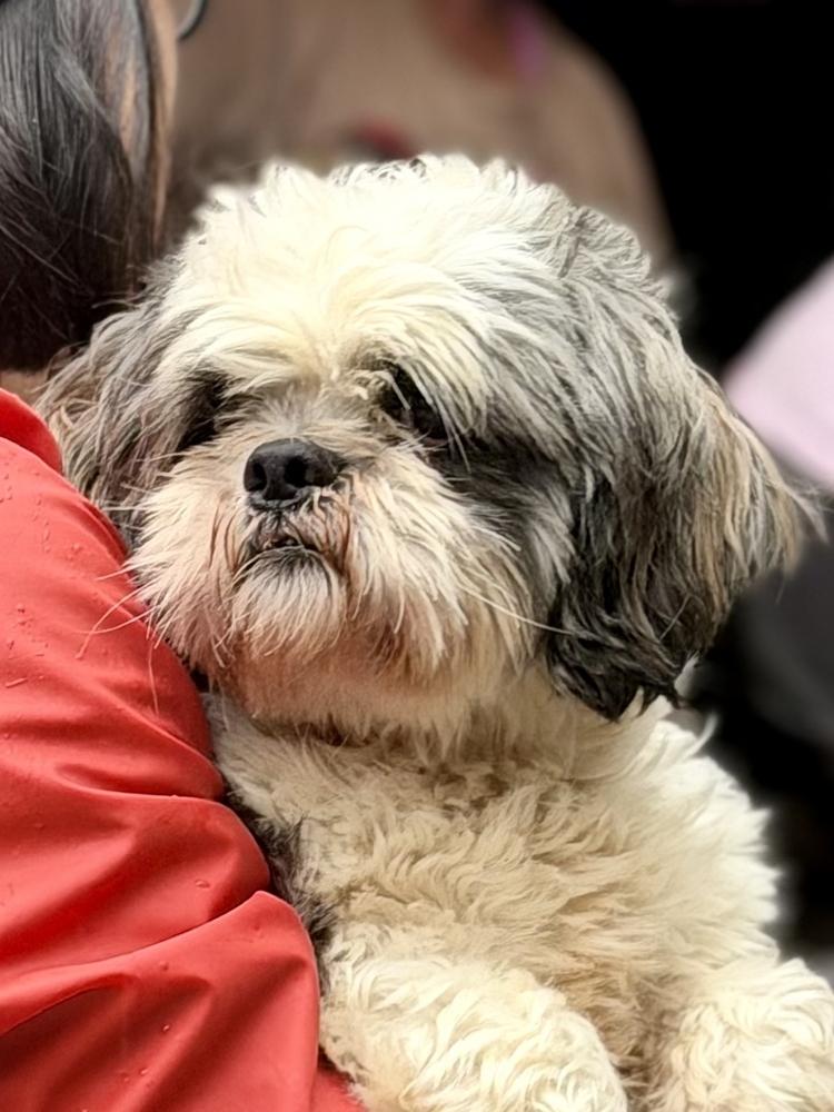 Ozzie, a Adoptable mixed breed in New York, NY image 2/6