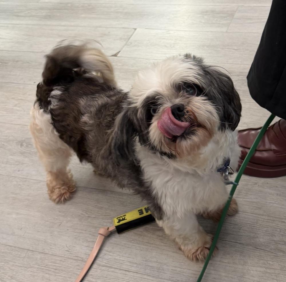 Ozzie, a Adoptable mixed breed in New York, NY image 3/6