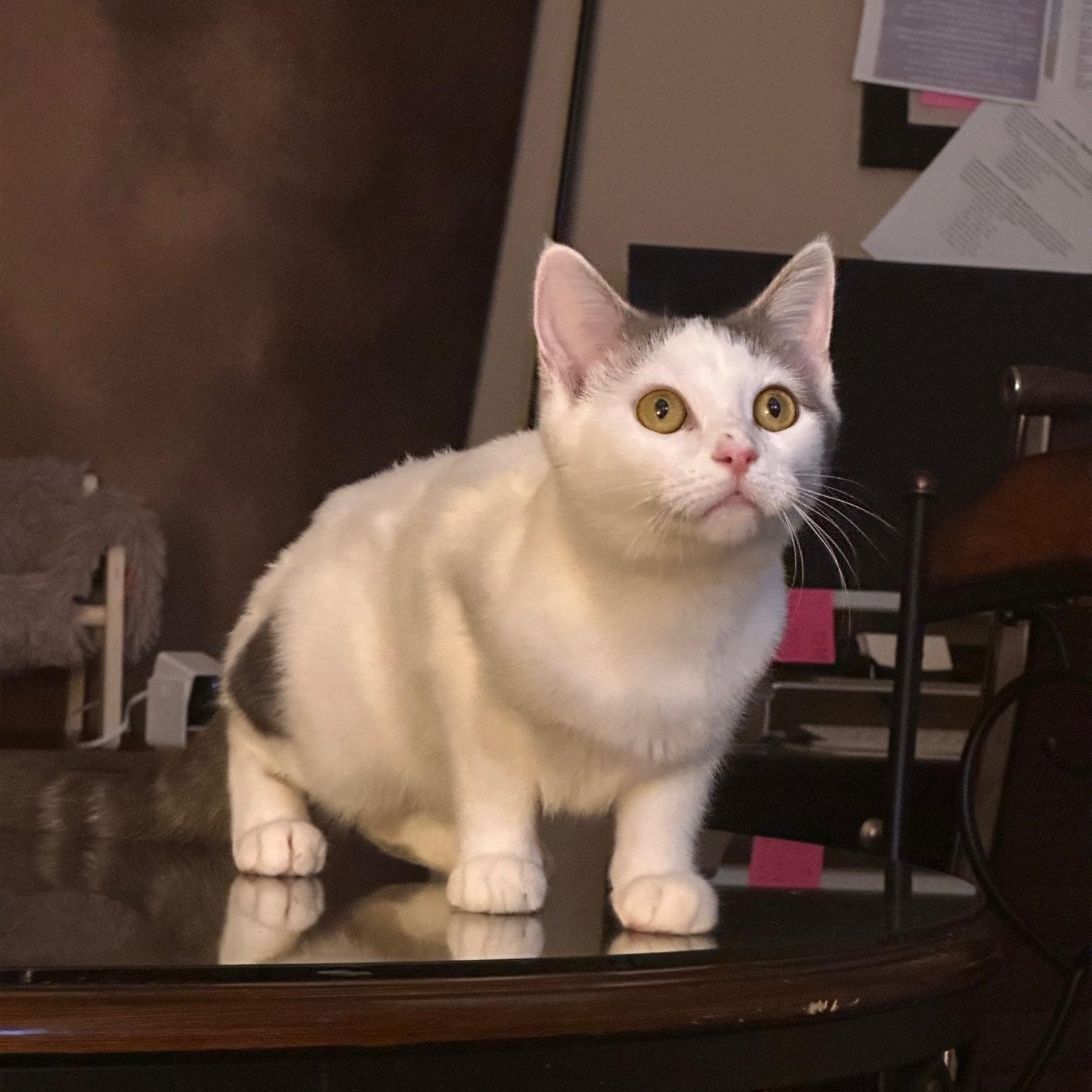 Peach, a Adoptable Domestic Short Hair in Lexington, KY image 2/5