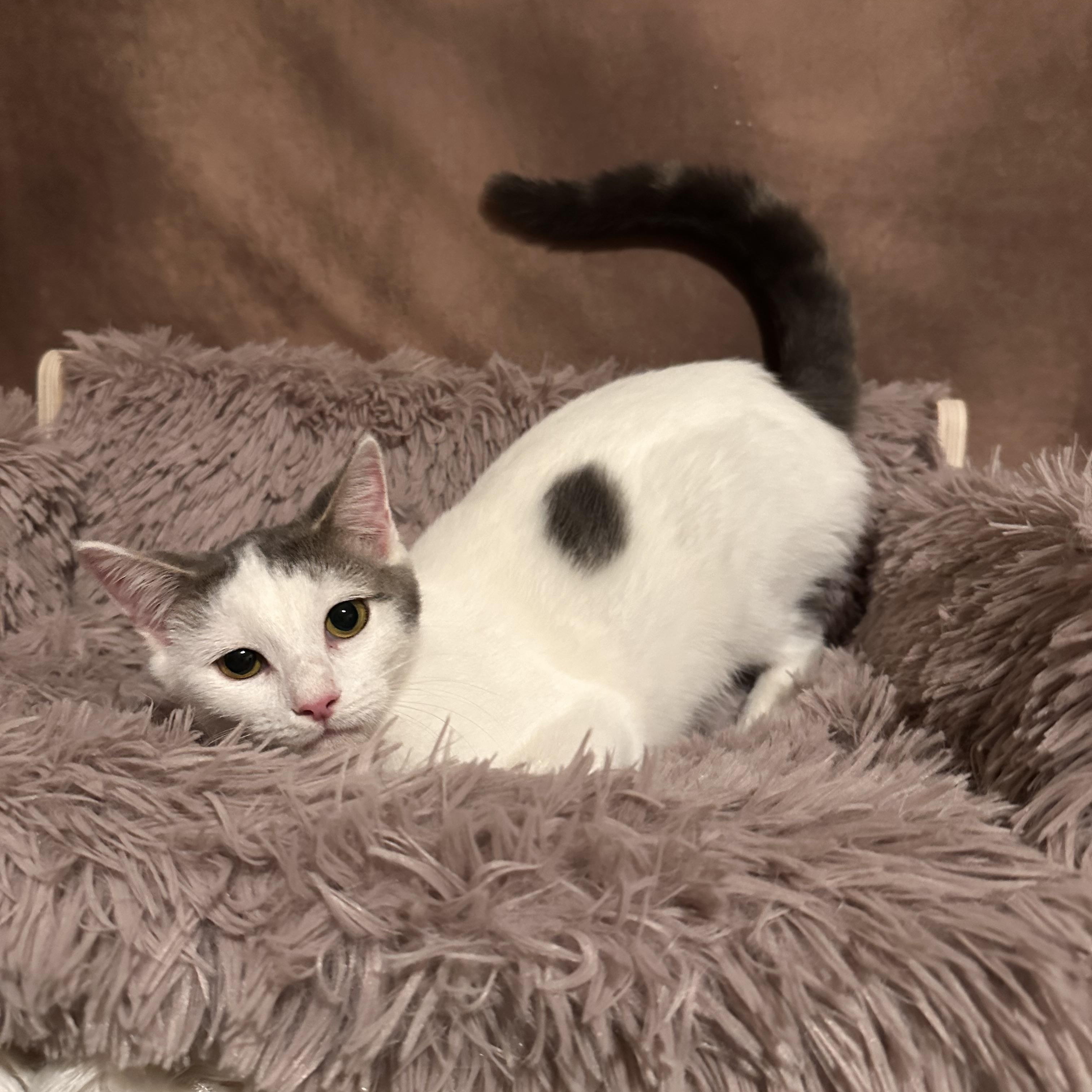 Peach, a Adoptable Domestic Short Hair in Lexington, KY image 1/5