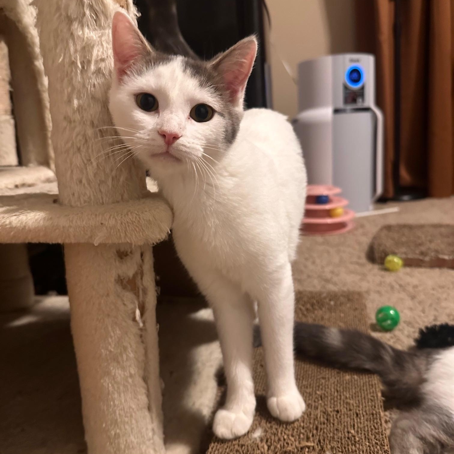 Peach, a Adoptable Domestic Short Hair in Lexington, KY image 3/5