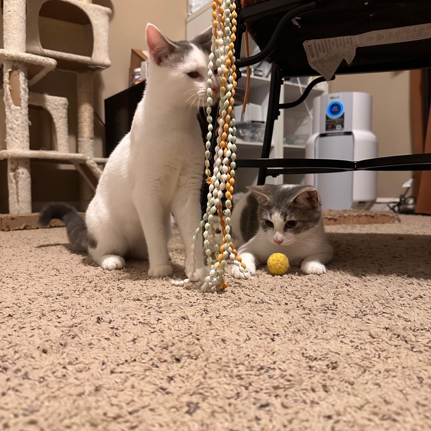 Peach, a Adoptable Domestic Short Hair in Lexington, KY image 5/5