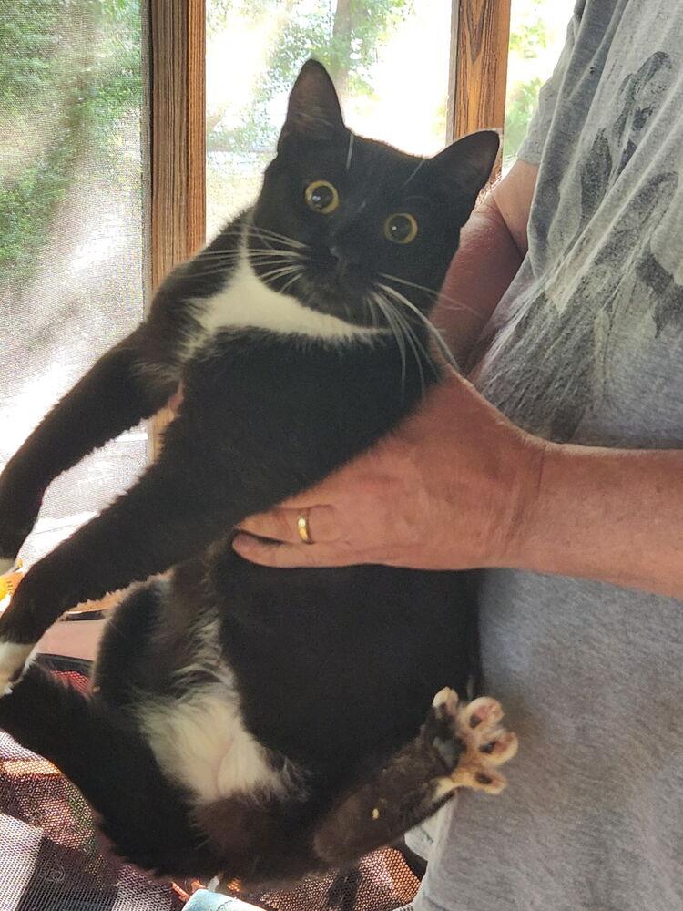 Enlarge Sylvester JB, a Adoptable Domestic Short Hair in Greenville, SC image 1/1