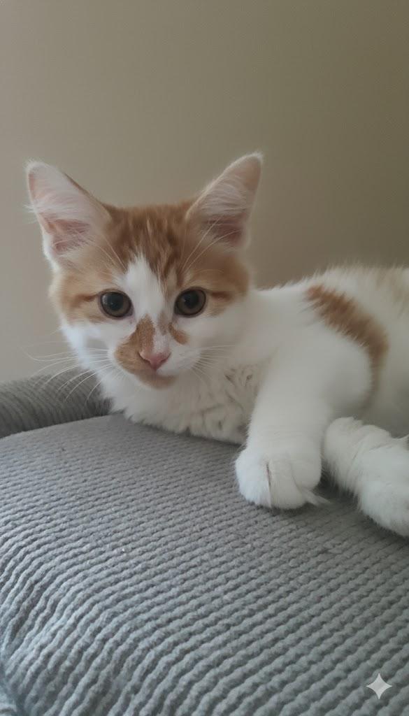 Pumpkin (long-haired boy), Adoptable, Young Male Domestic Long Hair.