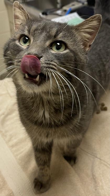 Enlarge Lawrence, a Adoptable mixed breed in Sterling Heights, MI image 1/1