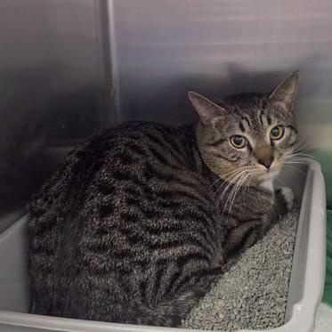 Enlarge Juju, a ADOPTABLE Domestic Short Hair in Worcester, MA image 1/1