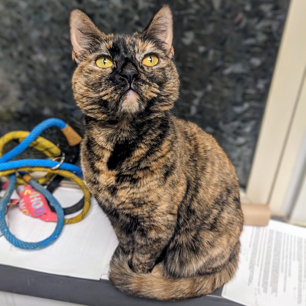 Enlarge Katsaline, a Adoptable Domestic Short Hair in Philadelphia, PA image 1/6