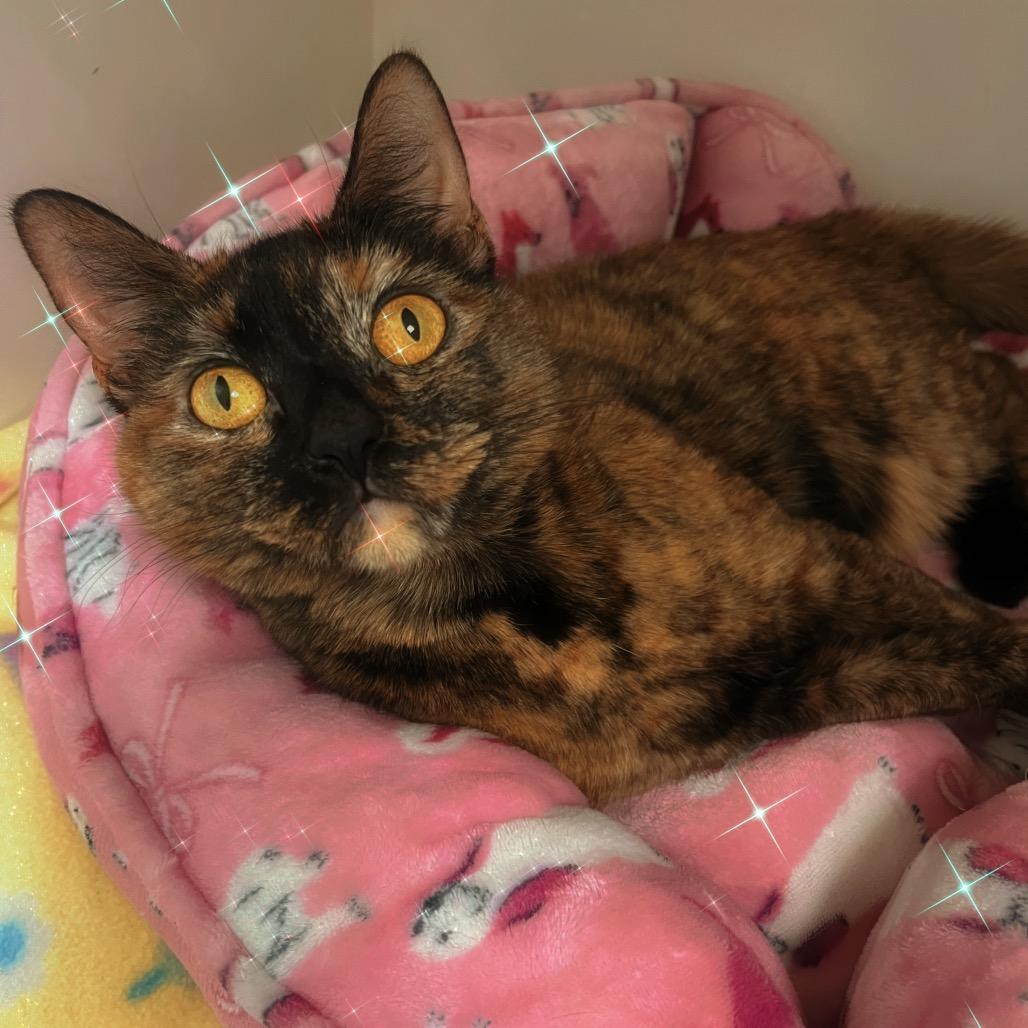 Enlarge Katsaline, a Adoptable Domestic Short Hair in Philadelphia, PA image 3/6
