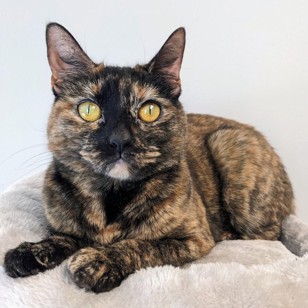 Enlarge Katsaline, a Adoptable Domestic Short Hair in Philadelphia, PA image 4/6