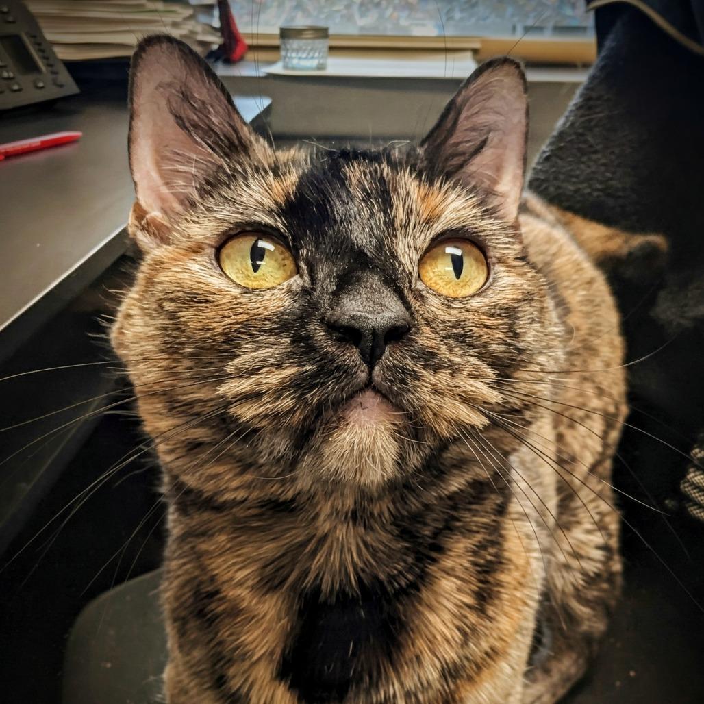 Enlarge Katsaline, a Adoptable Domestic Short Hair in Philadelphia, PA image 5/6