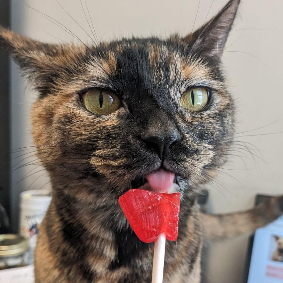 Enlarge Katsaline, a Adoptable Domestic Short Hair in Philadelphia, PA image 6/6