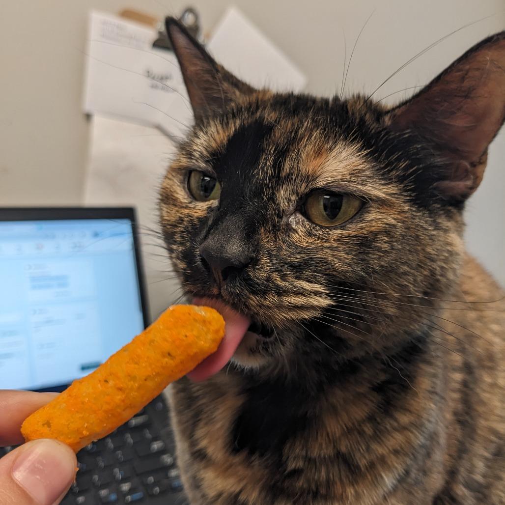 Katsaline, a Adoptable Domestic Short Hair in Philadelphia, PA image 5/5