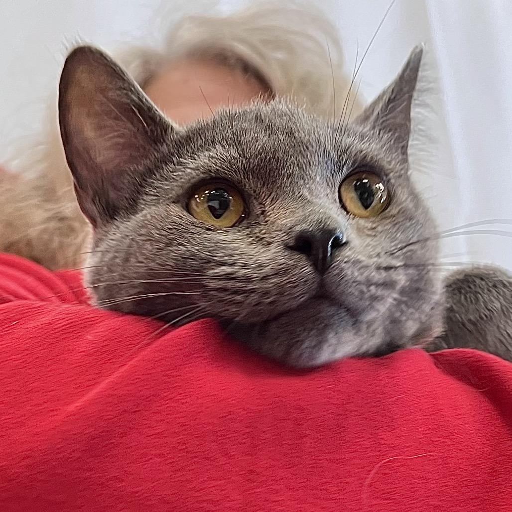 Relish, a Adoptable Russian Blue in Pittsburg, KS image 1/6