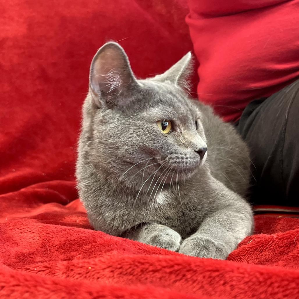 Relish, a Adoptable Russian Blue in Pittsburg, KS image 2/6