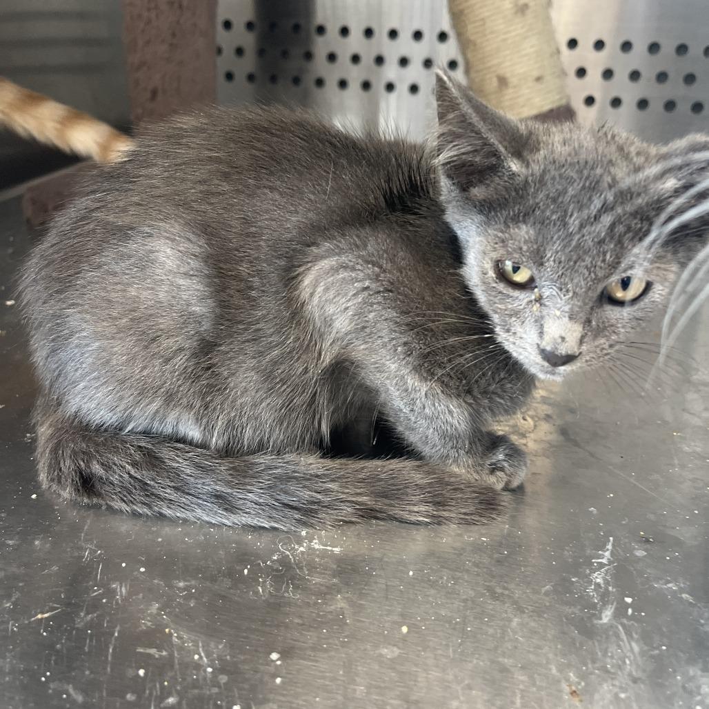 Relish, a Adoptable Russian Blue in Pittsburg, KS image 3/6