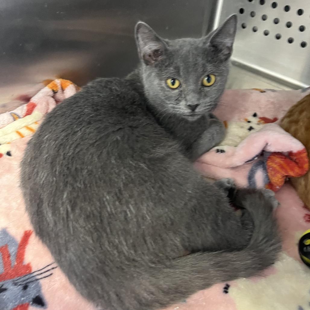 Relish, a Adoptable Russian Blue in Pittsburg, KS image 5/6