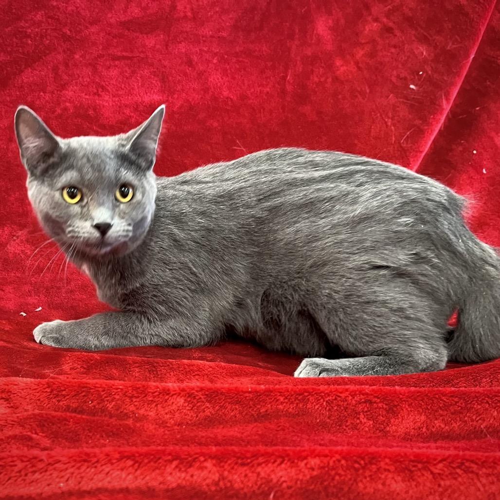 Relish, a Adoptable Russian Blue in Pittsburg, KS image 6/6