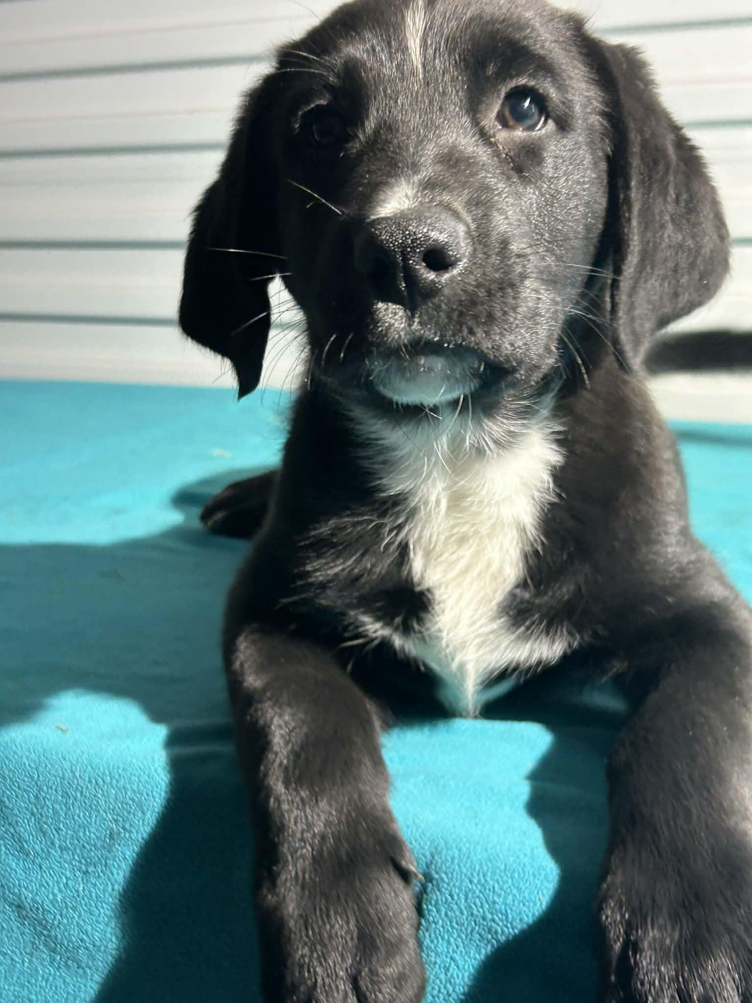 Enlarge Johnny, a Adoptable mixed breed in Tarrytown, GA image 1/3